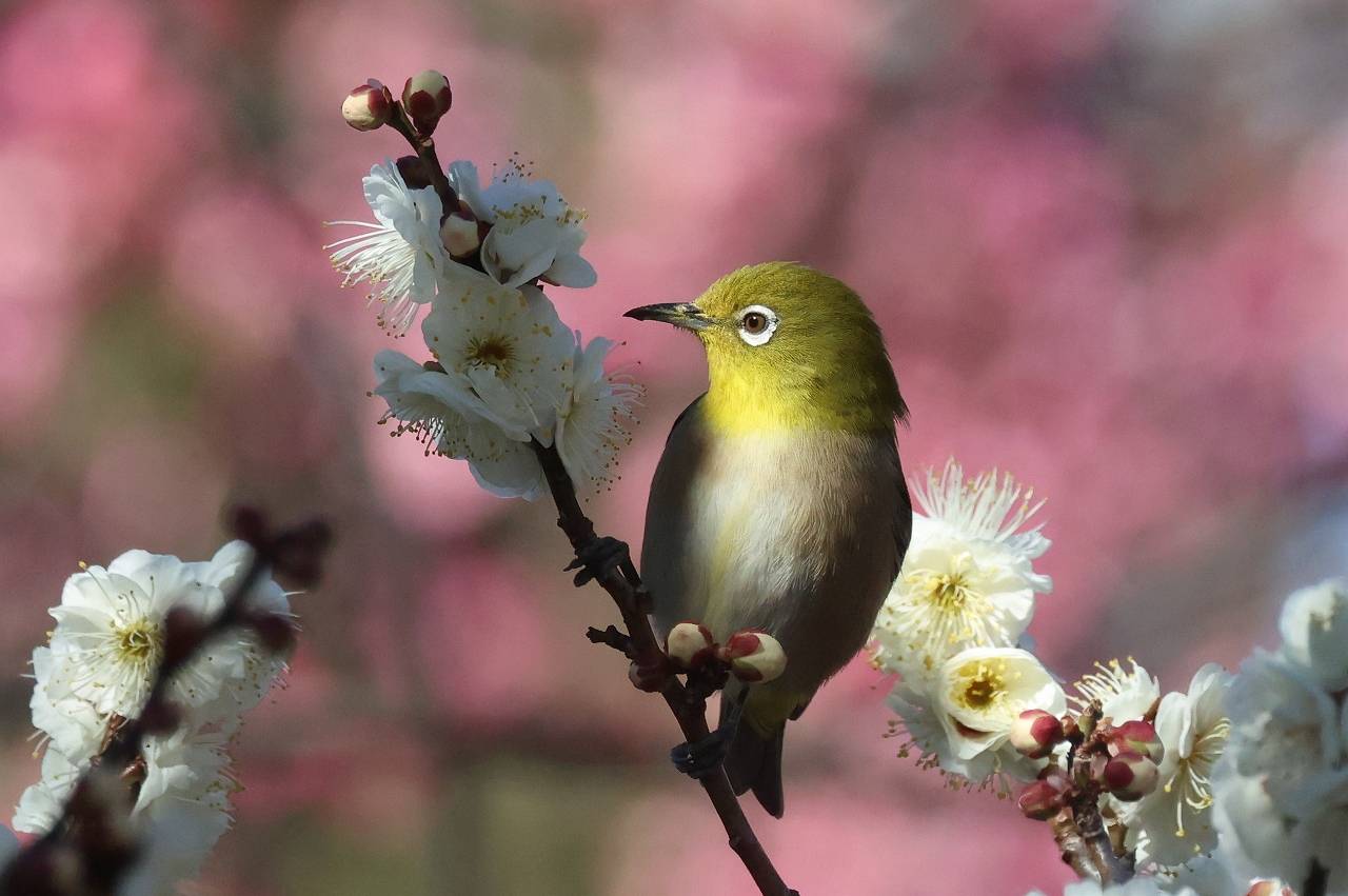 黄鴬晛睆】（うぐいすなく）|｜ブログ|長浜公園公式サイト｜公益財団